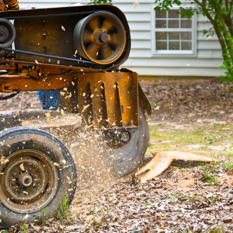 Stump Grinding (1)