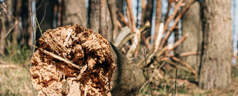 Tree Removal