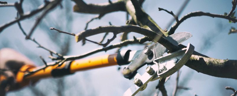 Tree Trimming Tree Trimming