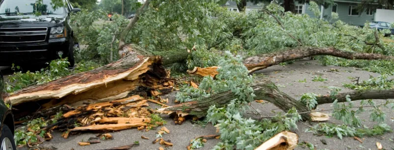 tree cabling emergency tree removal