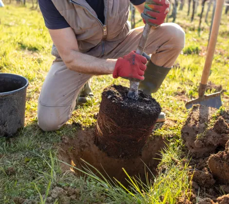 Home Tree Planting Services