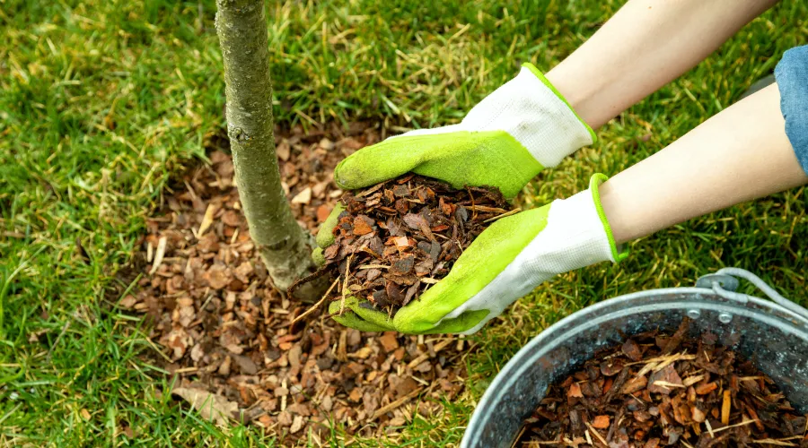 Tree Mulching & Soil Care Tree Mulching & Soil Care