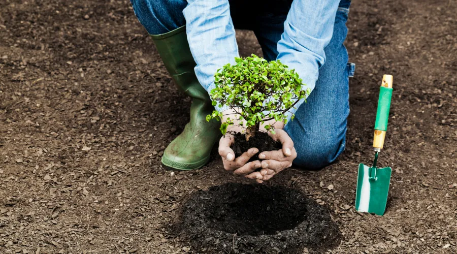 Tree Planting Services